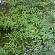 Callitriche stagnalis | Common water‑starwort | Oxygenating Plant